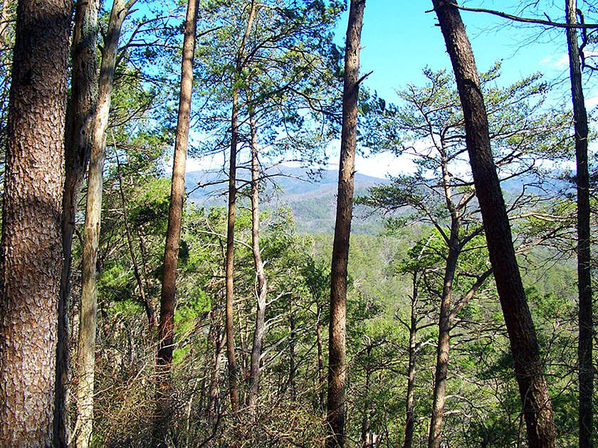 View from Cohutta Wilderness Trail